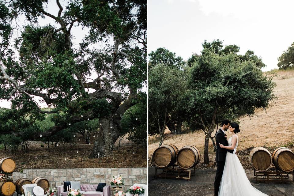 Zaca Creek, The Oak