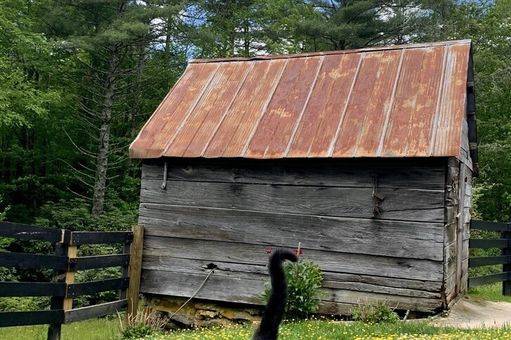 Farm cat and Root Cellar