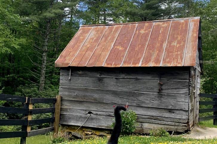 Farm Cat and Old Root Cellar