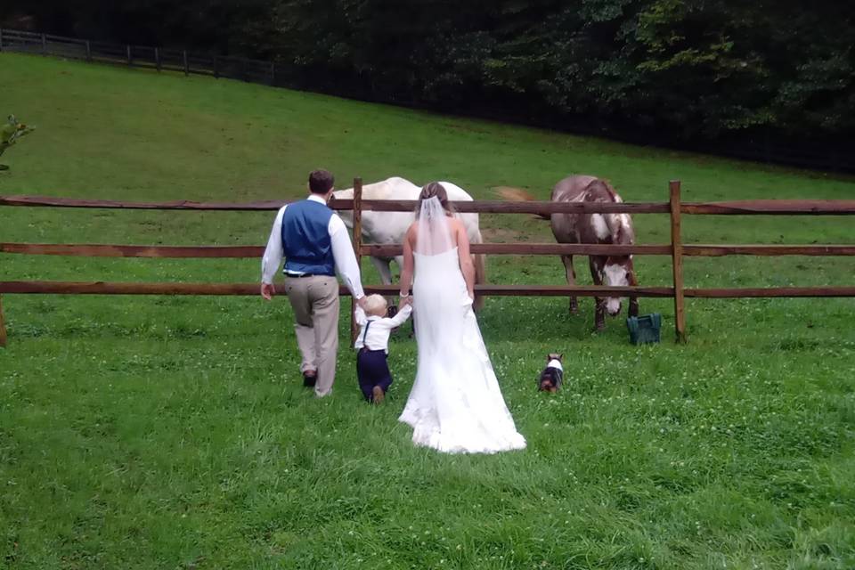 Horses in Pasture