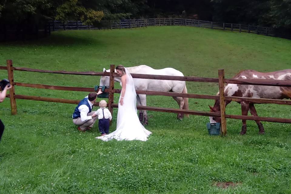 Horses in Pasture