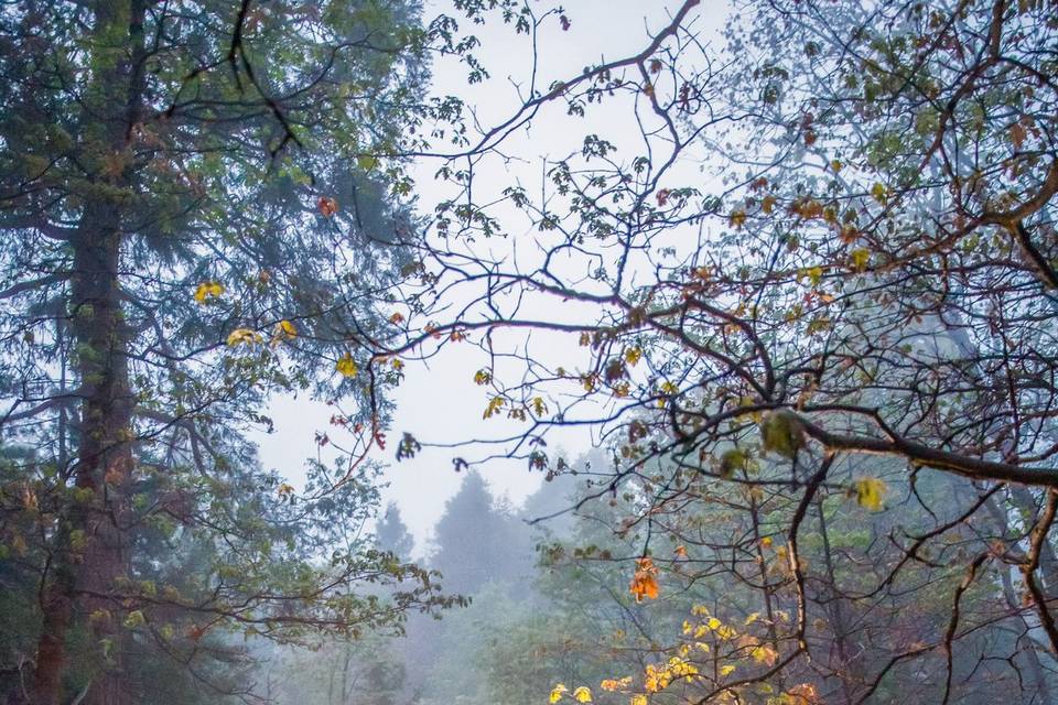 Forest Wedding