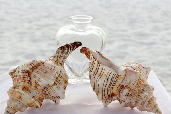 Seashell theme