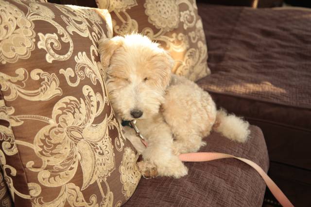 Groom's pup is tuckered out