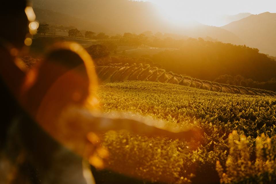 Vineyard at sunset