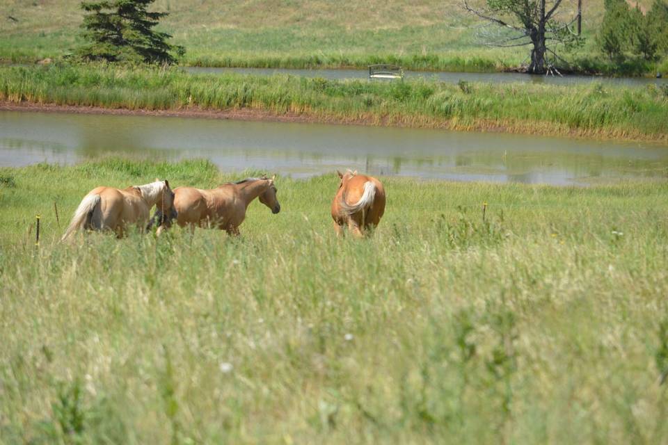 Horses on property