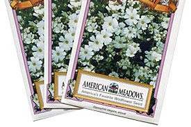 Baby's Breath Seed Packet