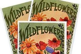 Favor Sized Wildflower Mix Packet