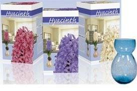 Indoor Grow Kits for Hyacinths:
Spring Blooms All Winter Long!