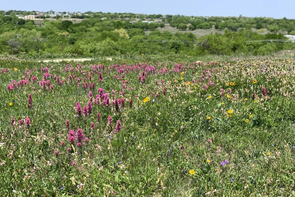 Wildflowers great for photos