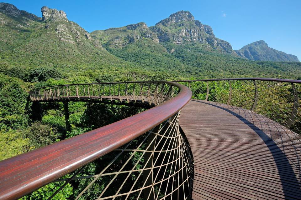 Boomslang Canopy Walkway, Cape Town