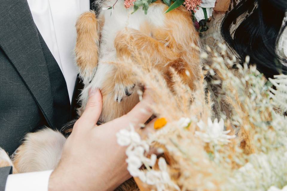 Dog in Wedding