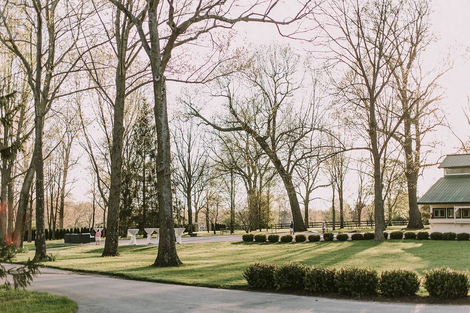 Trees | Photo by Meagan Jordan