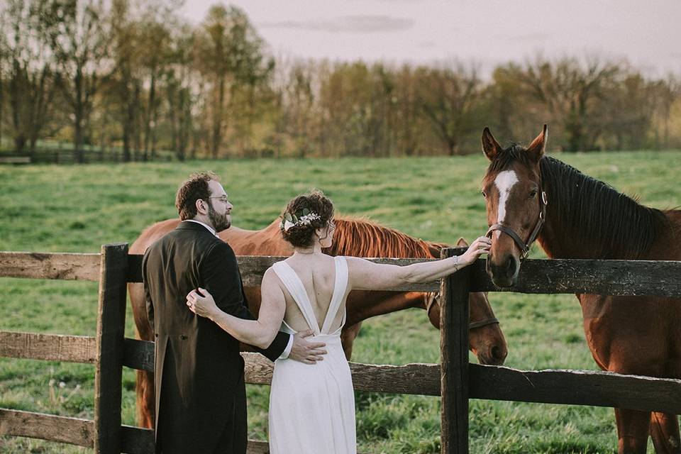 Horses | Photo by Meagan Jordan