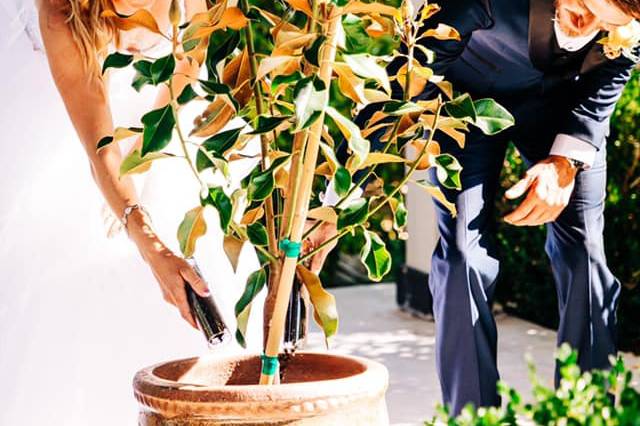 Tree Ceremony