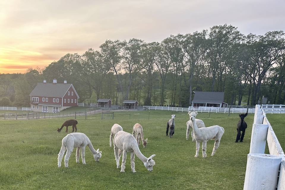 Emerald Park, Alpaca