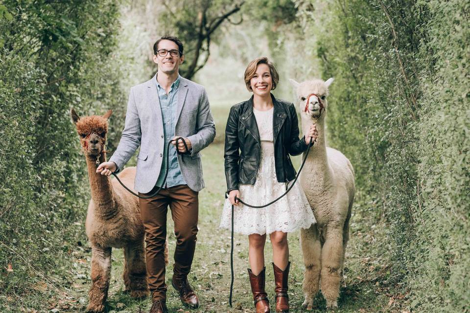 Guests strolling with alpacas