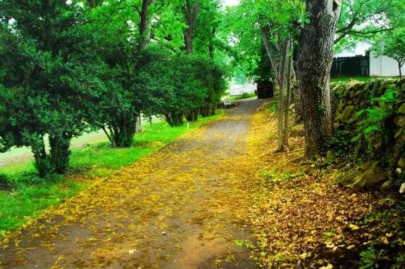 Autumn leaves on the path