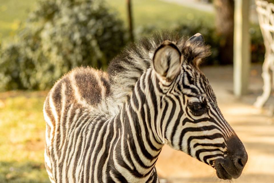 Baby zebra