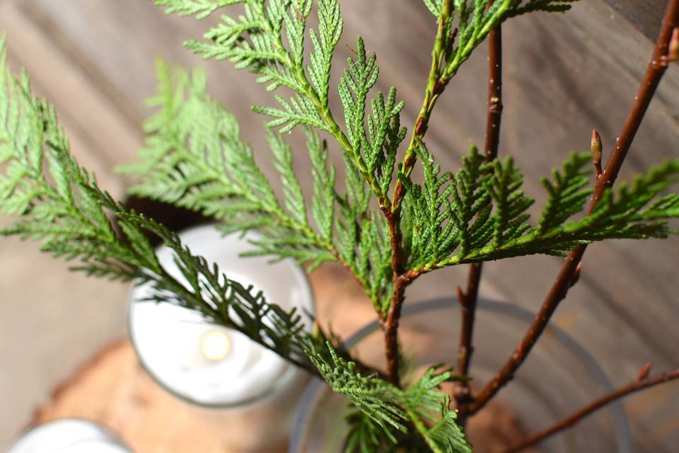 Cedar and Candels
