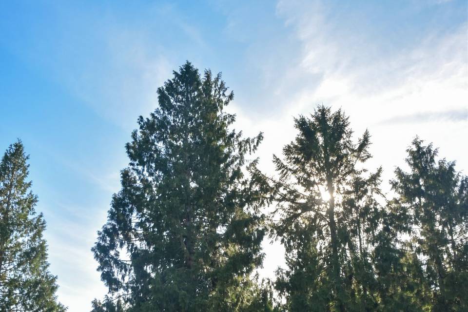 Cedars