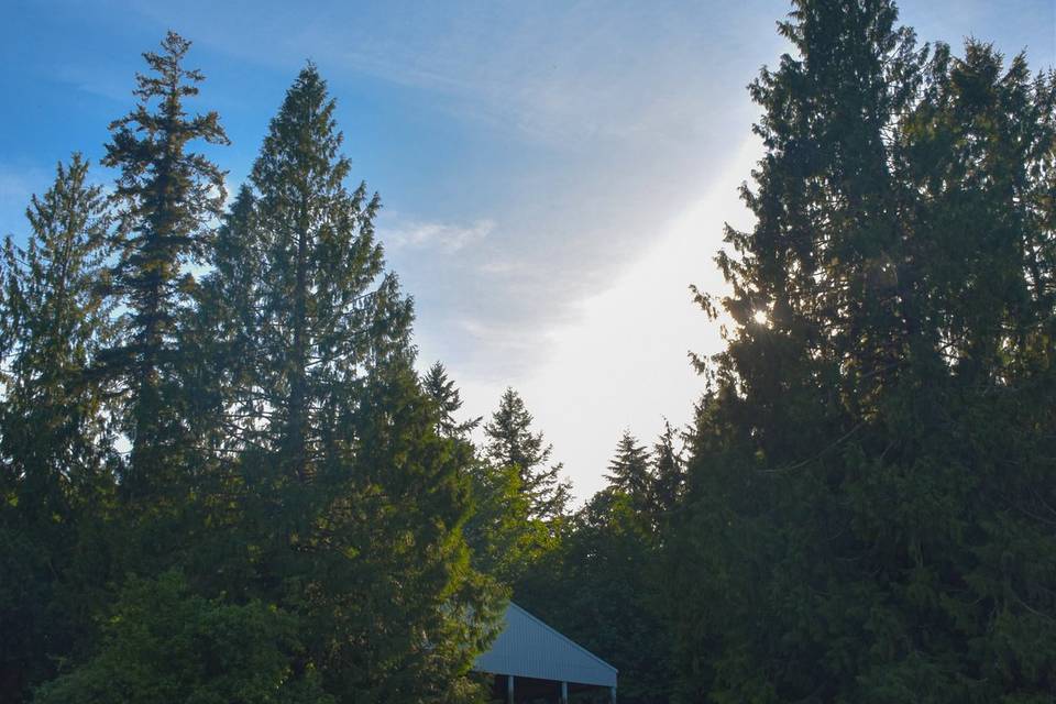 Cedars