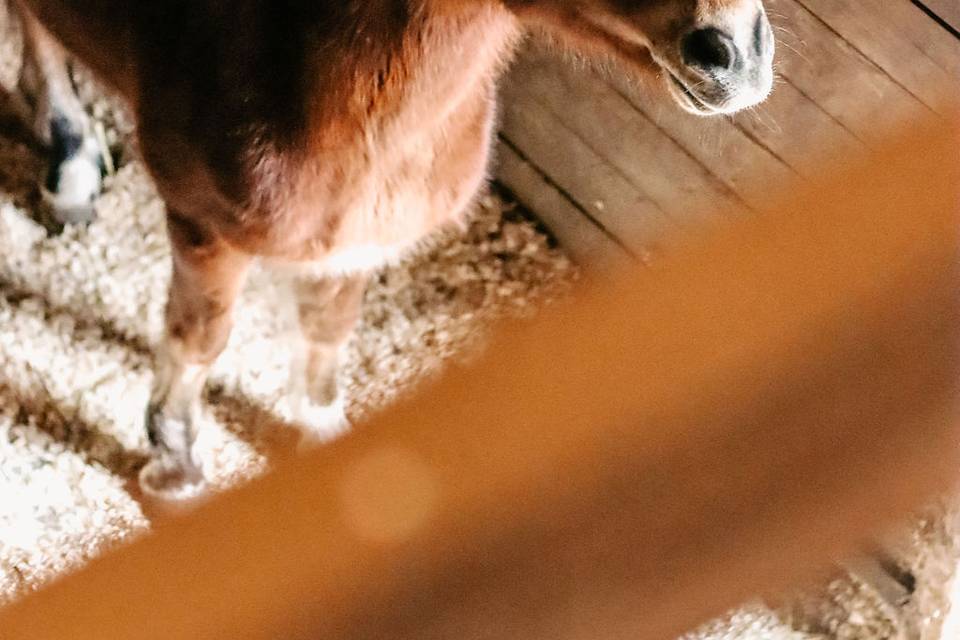 Diego
