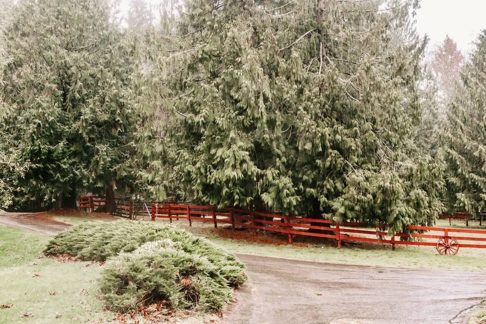 Cedar forest