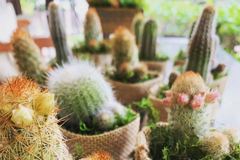 Cacti