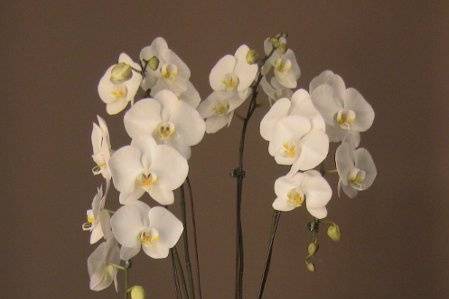 Beverly Hills Orchids