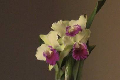 Beverly Hills Orchids
