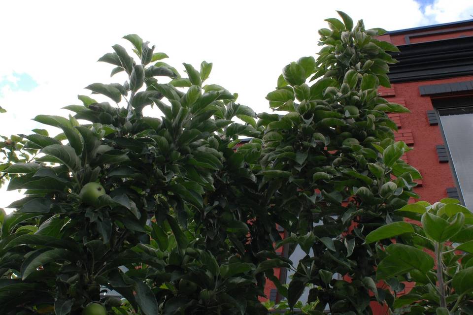 Fruit tree