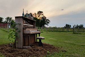 Piano in the vineyard