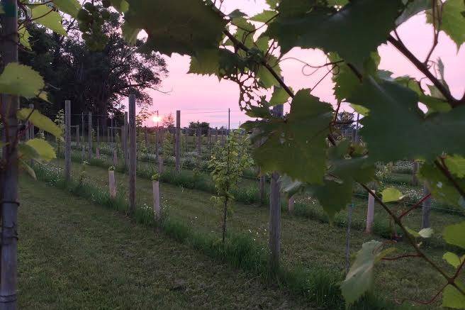 Sunset in Whistler's Vineyard