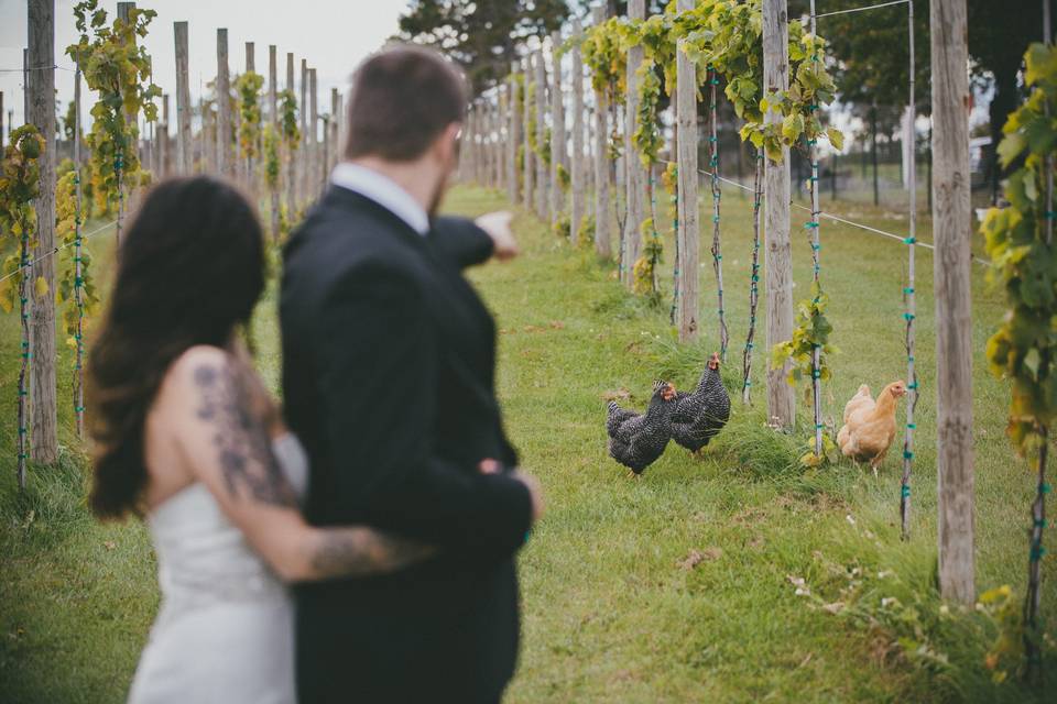 Heirloom chickens in the vineyard