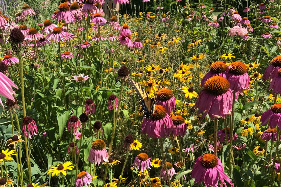 Pollinator Gardens