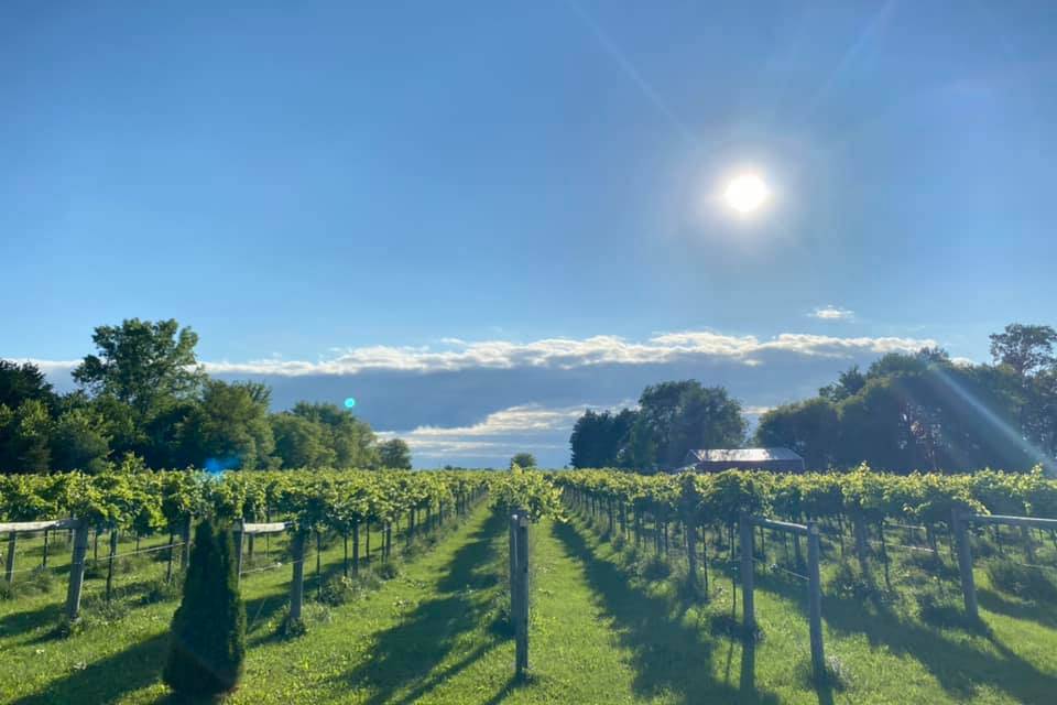 Whistler's Vineyard