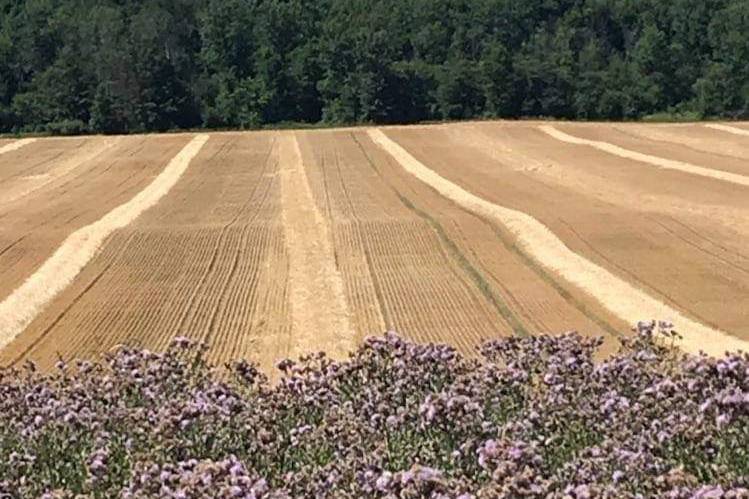 Wild Thistle