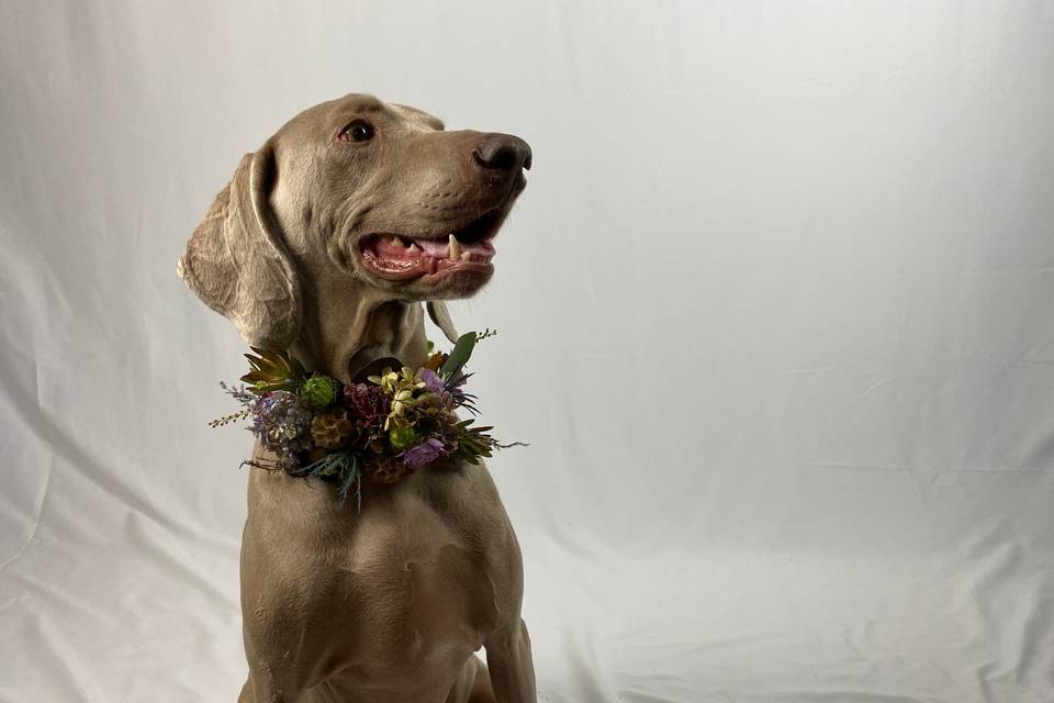 Season In Bloom Dog Collar
