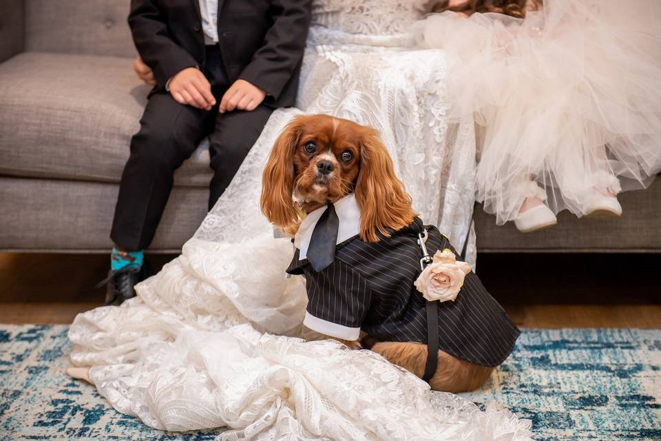 Groomsman Dog