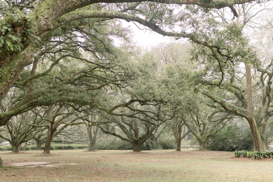 Beautiful Oak Trees