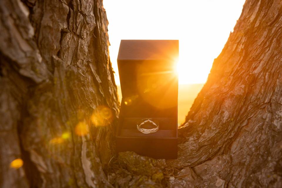 Rings in the sunlight