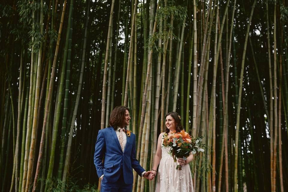 Bamboo grove