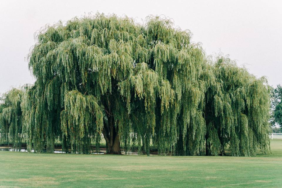 Willow Trees / Ceremony