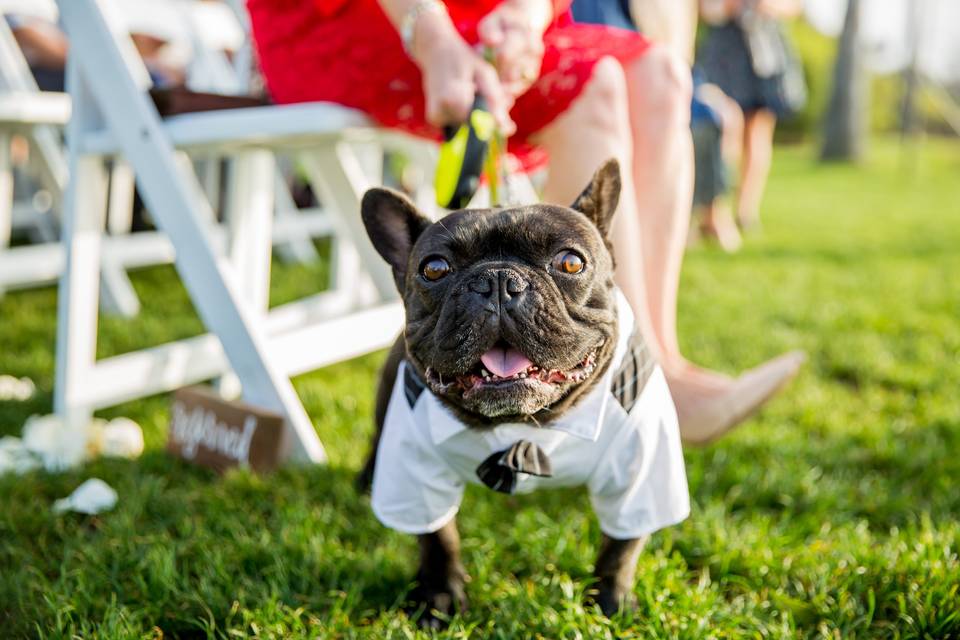 Dapper Dog