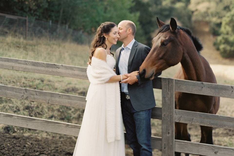 Our friendly Horses