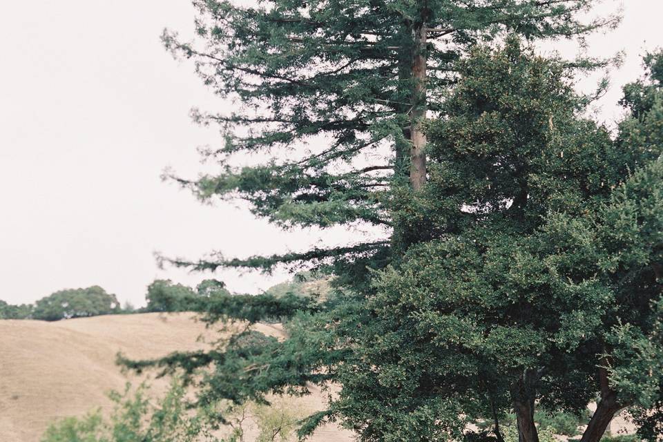 The redwood trees
