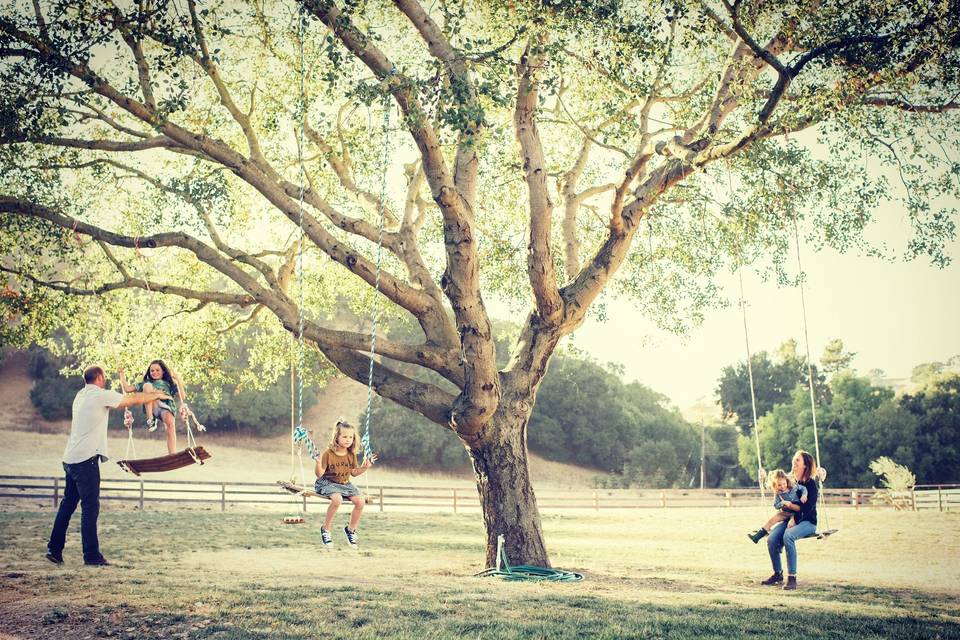 Our beautiful Oak tree swings