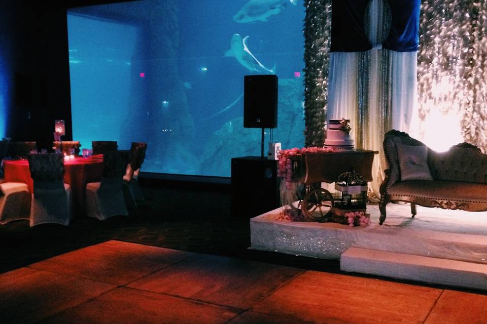 Live sharks as your backdrop