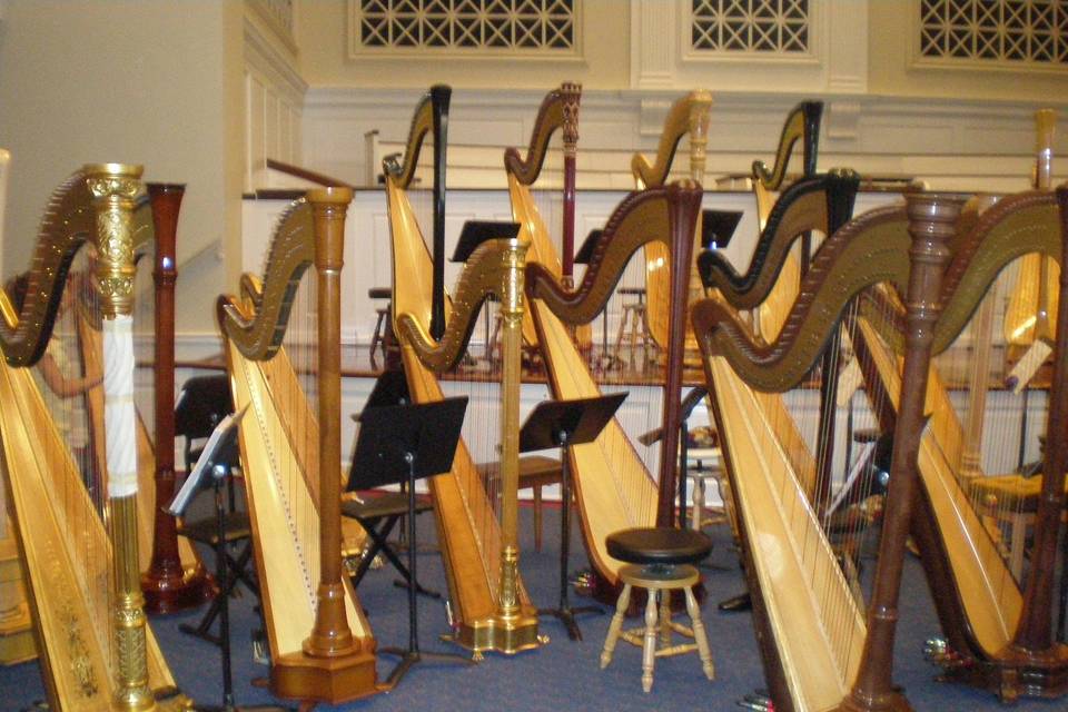 Harps ready for a concert!